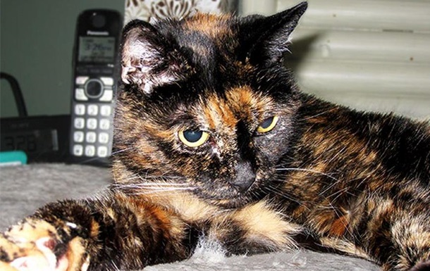 В Калифорнии живет самая старая кошка в мире. Фото