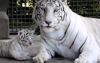 Новорожденных редких белых тигрят впервые показали публике. Видео