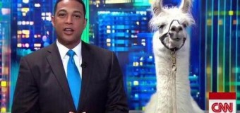 Ведущий CNN попытался пообщаться с ламой в прямом эфире. Видео