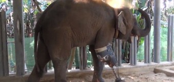 Слону, наступившему на мину, поставили протез. Видео