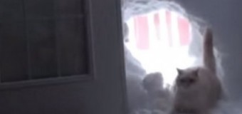 Новый хит интернета: Кот прорвался через снежную стену. Видео