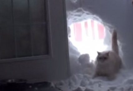 Новый хит интернета: Кот прорвался через снежную стену. Видео