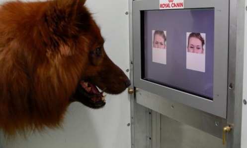 Ученые доказали, что собаки умеют различать злые и веселые лица. Видео