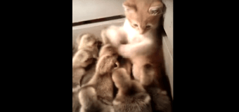 «Лучшая битва за всю историю»: знакомство рыжего котенка с утятами «взорвало» интернет. Видео