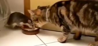 Крыса пытается отобрать у кота тарелку. Видео