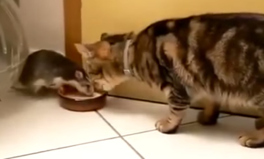 Крыса пытается отобрать у кота тарелку. Видео