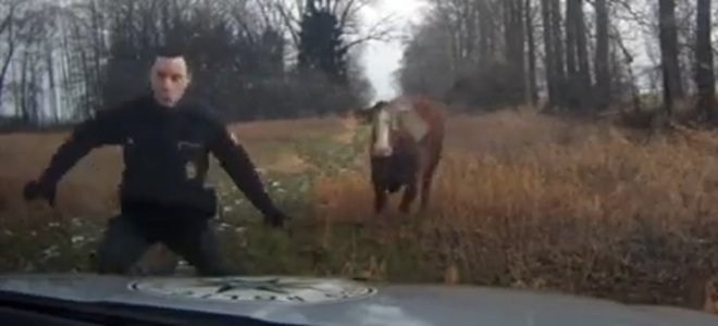 В Чехии корова атаковала автомобиль полицейских. Видео
