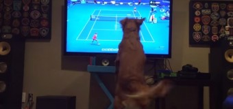 Прыгающая перед телевизором собака «взорвала» интернет. Видео