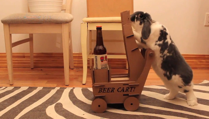 Толстый кролик возит пиво своему хозяину. Видео