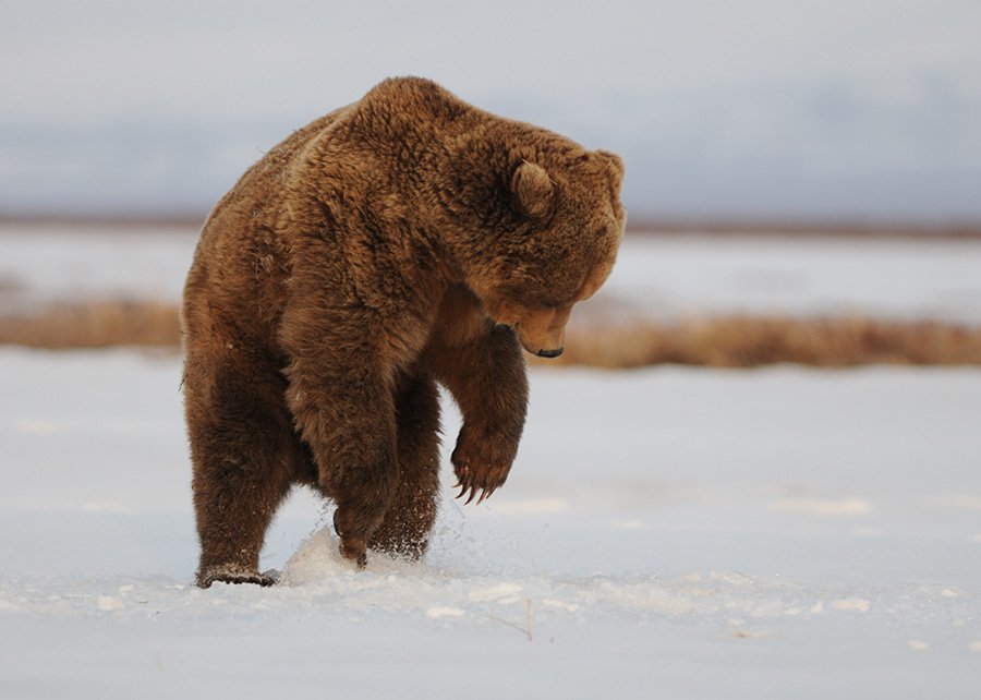 Медведь с собакой резвятся на снегу. Видео