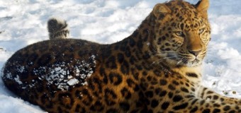 Впервые в истории удалось снять брачные игры амурских леопардов. Видео