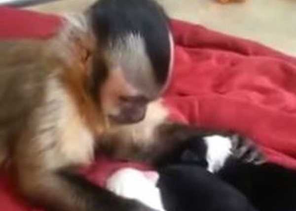 Обезьяна, которая делает массаж маленьким щенкам, удивила пользователей сети. Видео