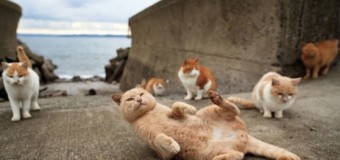 В Японии нашли «кошачий остров». Видео