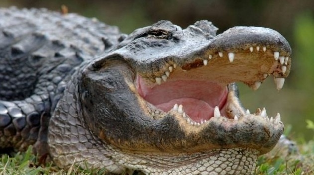 США: Огромный крокодил распугал посетителей гольф-клуба. Видео
