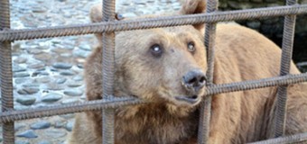 Спасены медведи-алкоголики, которых поили в ресторане Сочи. Фото