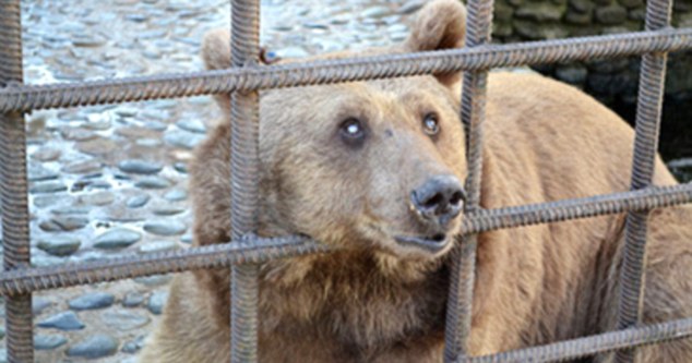 Спасены медведи-алкоголики, которых поили в ресторане Сочи. Фото