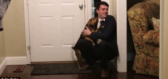Собака встречает хозяина спустя 2 года разлуки. Видео
