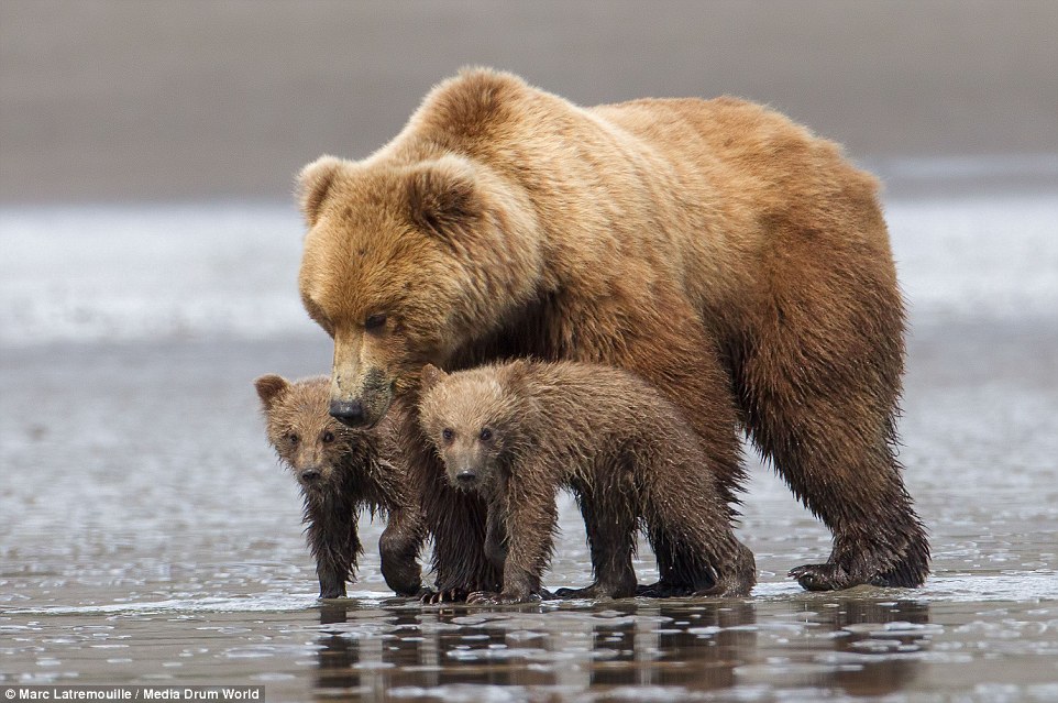 Фотограф снял, как обнимаются медведи. Фото