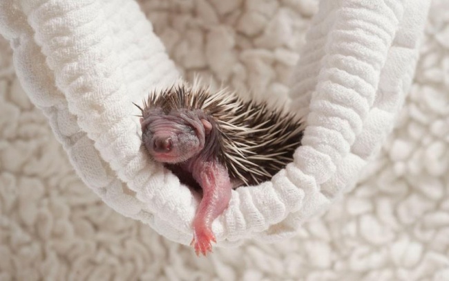 Как выглядят новорожденные животные. Фото