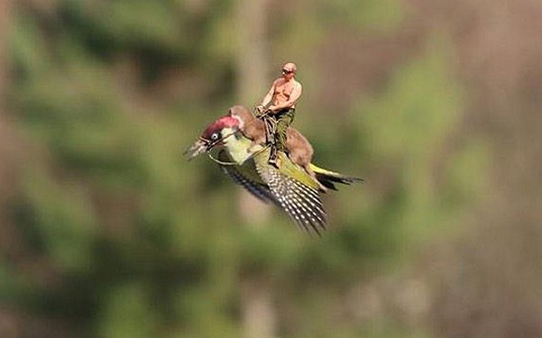Путин верхом на дятле: мемы на снимок покорили сеть. Фото