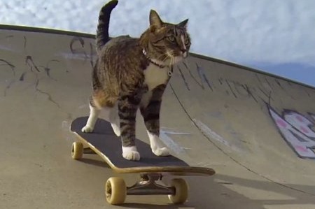 Кошка-скейтбордистка из Австралии показала новые трюки. Видео