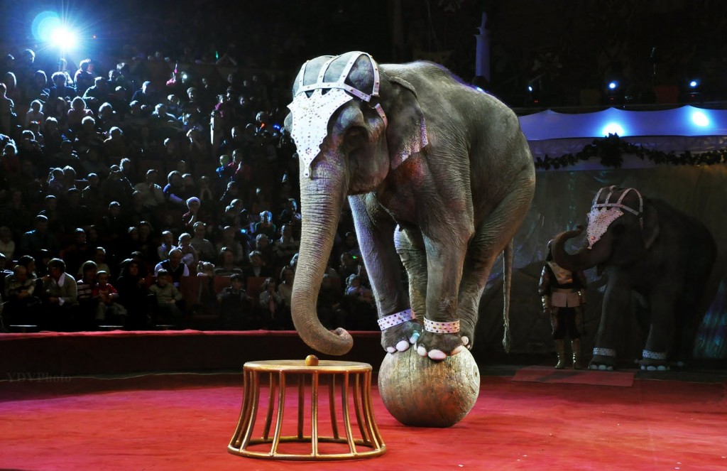 Американские цирковые слоны уходят в отставку. Видео