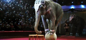 Американские цирковые слоны уходят в отставку. Видео
