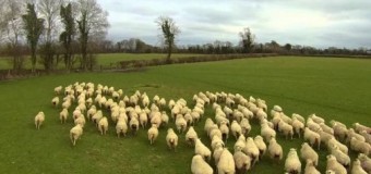 Ирландский фермер использует дрон вместо собаки-пастуха. Видео