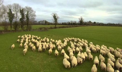 Ирландский фермер использует дрон вместо собаки-пастуха. Видео