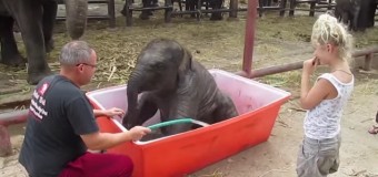 Слоненок покорил интернет водными трюками. Видео
