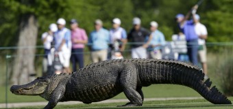 Во время игры в гольф на мужчину набросился крокодил. Видео