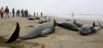 Более 100 дельфинов выбросились на берег в Японии. Видео