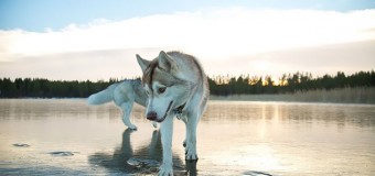 Фотограф показал удивительные кадры собак, которые «ходят по воде». Фото