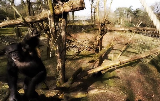 Видео, как шимпанзе сбили «шпионящий» за ними беспилотник, «взорвало» сеть