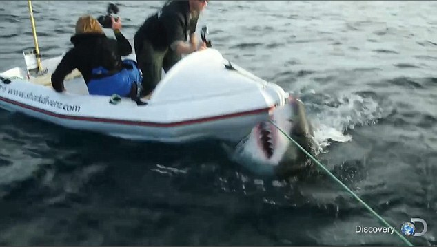 Огромная белая акула напала на съемочную группу канала Discovery. Видео