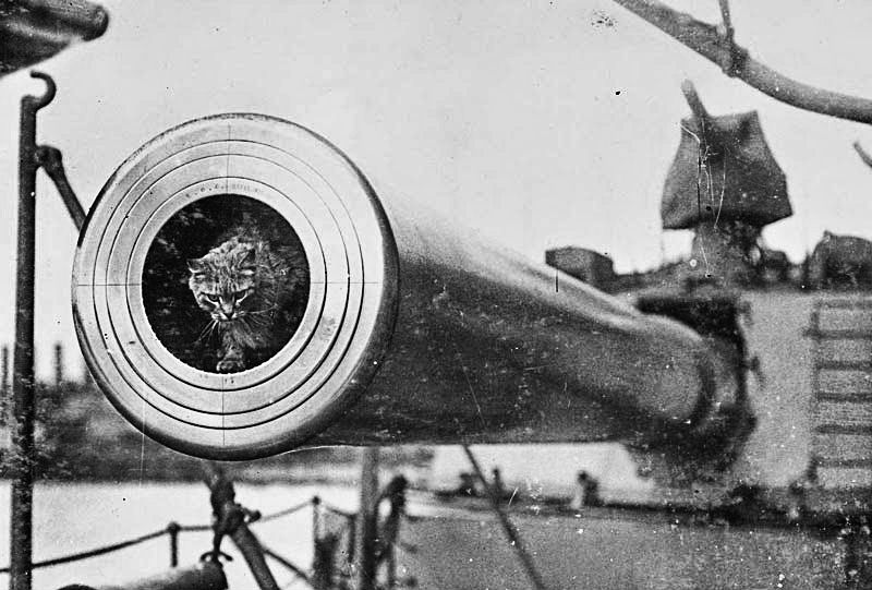 Уникальные снимки боевых животных времен Первой мировой. Фото