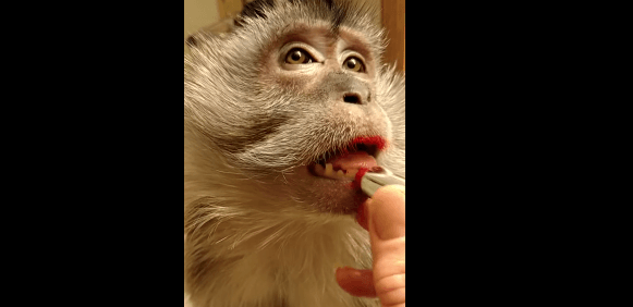 Американка наносит своей обезьяне макияж. Видео