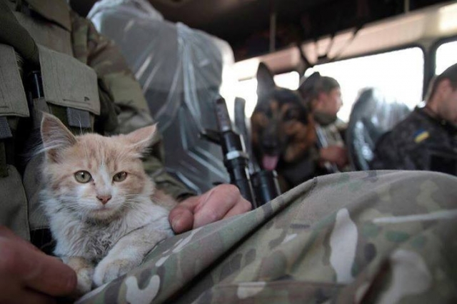 Как волонтеры спасают животных из-под обстрелов на Донбассе. Видео