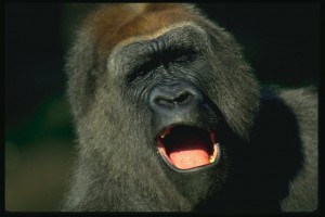 Темпераментная горилла покорила пользователей сети. Видео