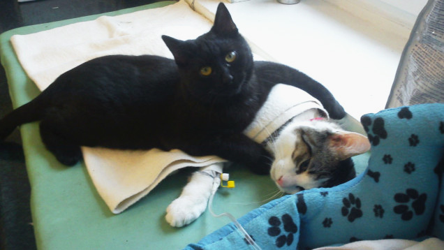 Кот помогает другим животным после операции. Фото
