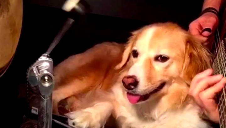 Собака-барабанщик становится звездой интернета. Видео