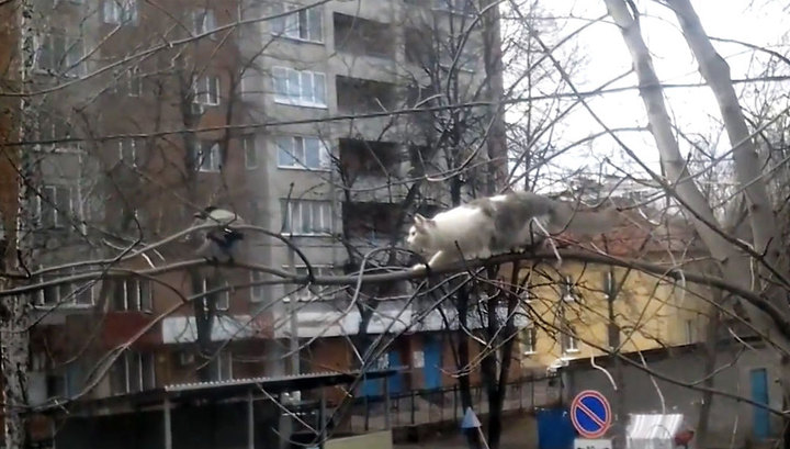 Видео, как ворона атакует кота на ветке дерева, покоряет пользователей сети