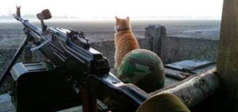 Как живут коты-укропы в зоне АТО. Фото