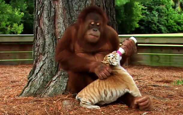 Сеть «взорвал» ролик, как орангутанг кормит тигрят. Видео