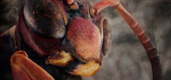 Уникальные фото домашних насекомых, снятые с помощью микроскопа