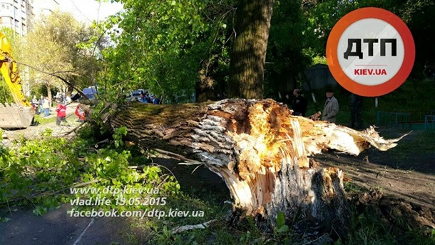 В Киеве дерево рухнуло на авто: погиб ребенок. Фото