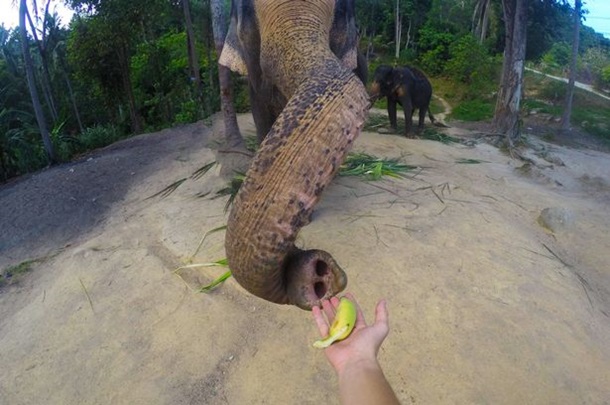 В Тайланде слон отнял у туриста камеру и сделал селфи. Фото