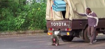 Хитрые обезьяны покорили пользователей сети. Видео