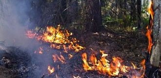 Стало известно, кто устроил пожар в Чернобыльской зоне. Видео