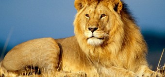 Видео, как лев впервые за 13 лет ступил на траву, «взорвало» сеть
